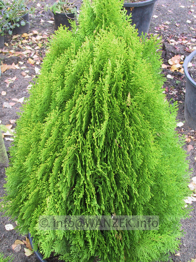 Platycladus orientalis Aurea Nana 01.JPG